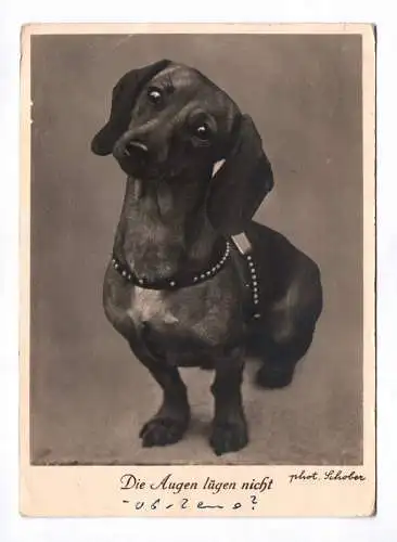 Foto Ak Hund Dackel süß Die Augen lügen nicht 1956