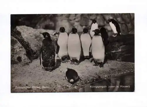 Foto Ak Zoologischer Garten Berlin Königspinguin einer in Mauser 1933