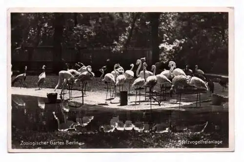 Foto Ak Zoologischer Garten Berlin Stelzvogelfreianlage 1940 Pelikane