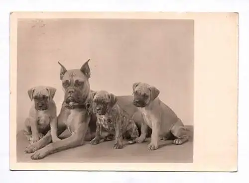 Foto Ak Hunde Boxer Hund mit Nachwuchs Hundebabys 1956