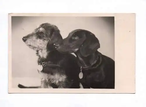 Foto Ak Dackel Hunde 1954