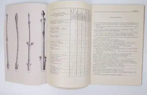 Bestimmungsschlüssel für die wichtigsten Laubhölzer im Winterzustand 1951