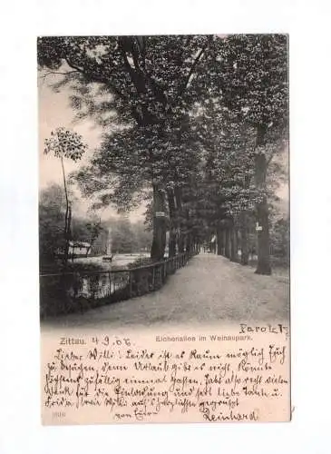Ak Zittau 1906 Eichenallee im Weinaupark Teich