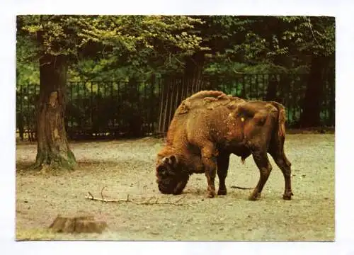Foto Ak Wisent Bison 1979
