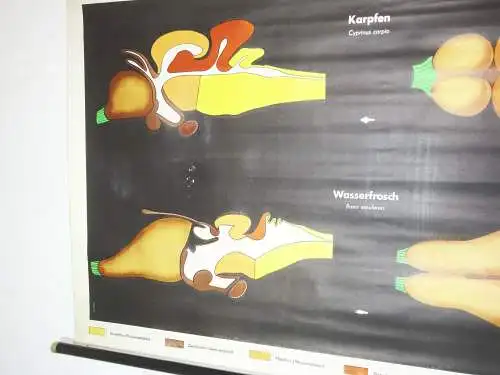 Vintage Rollkarte Entwicklung Gehirn Karfen Wasserfrosch Biologie deko (33