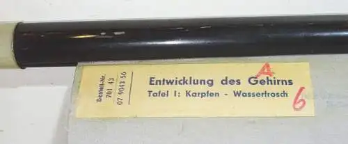 Vintage Rollkarte Entwicklung Gehirn Karfen Wasserfrosch Biologie deko (33