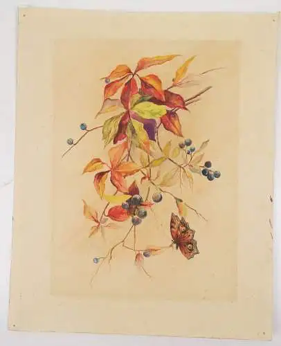 Konvolut Aquarelle Blumen Schmetterling Flora Botanik