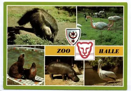 Ak Zoo Halle Saale Tiere in Farbe DDR 1985