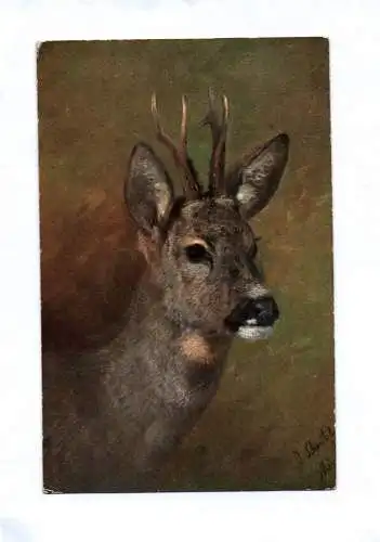 Künstler Ak Rehe und Füchse in der Wildnis Portrait gemalt 4 Stück 1920