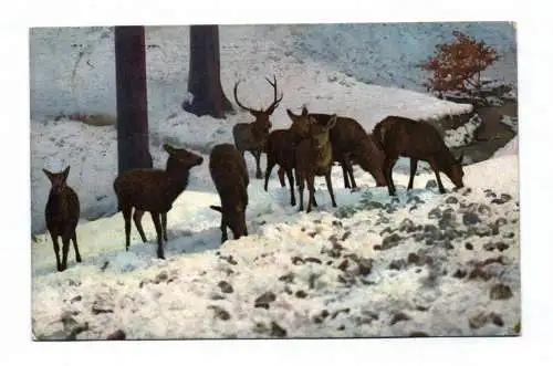 Künstler Ak Rehe und Füchse in der Wildnis Portrait gemalt 4 Stück 1920