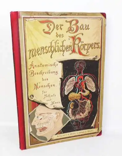 Der Bau des menschlichen Körpers Anatomie Beschreibung 1895 Medizin Buch