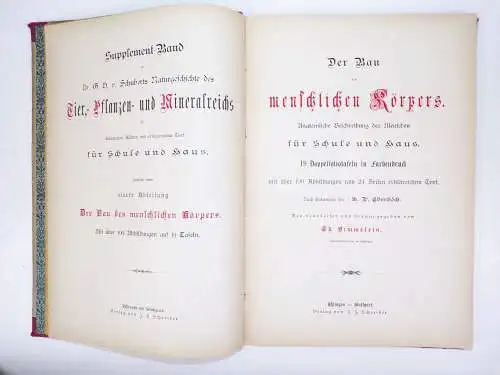 Der Bau des menschlichen Körpers Anatomie Beschreibung 1895 Medizin Buch