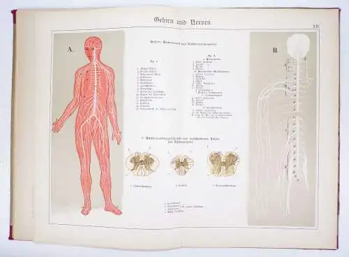 Der Bau des menschlichen Körpers Anatomie Beschreibung 1895 Medizin Buch