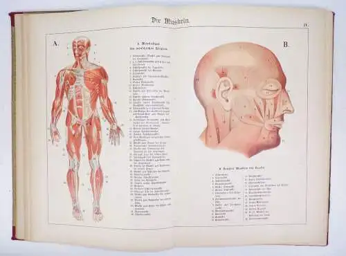 Der Bau des menschlichen Körpers Anatomie Beschreibung 1895 Medizin Buch