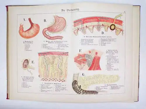 Der Bau des menschlichen Körpers Anatomie Beschreibung 1895 Medizin Buch