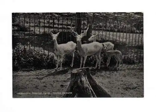 Ak Haidemühle Dresdner Haide Weißes Damwild Rehe Hirsch