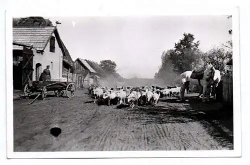 Foto Kisielów Goleszów Kisielau Schafsherde 2 Wk Polen