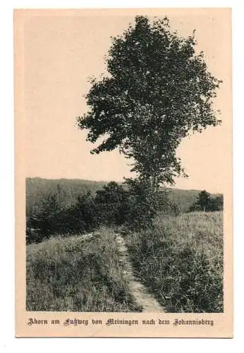 Ak Meiningen Ahorn am Fußweg von Meiningen nach dem Johannisberg