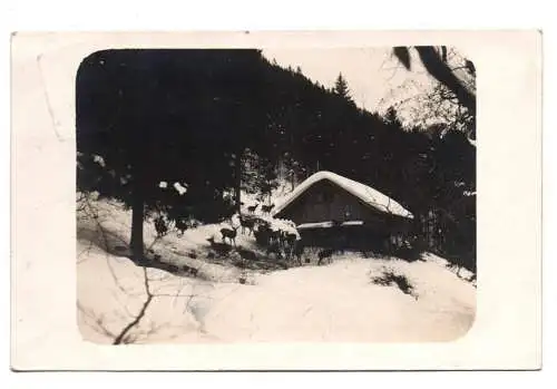 Foto Ak Oberstdorf  Hütte Rotwild 1931 Bahnpost Stempel