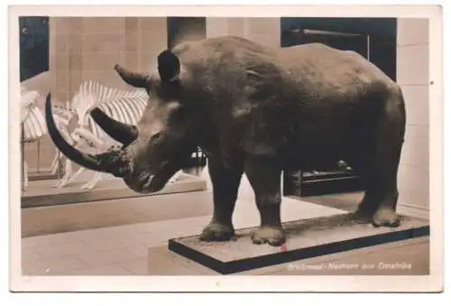 Ak Breitmaul Nashorn aus Ostafrika Zoologisches Reichsmuseum Bonn