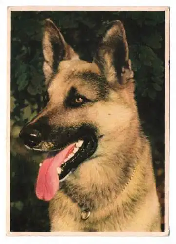 Foto Ak Der Deutsche Schäferhund 1955 VEB Volkskunstverlag