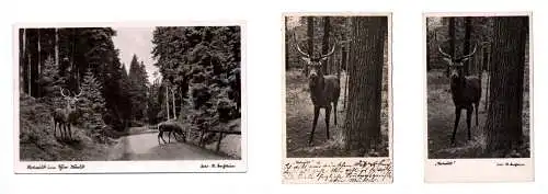 Ak Rotwild im Thüringer Wald 3 mal Ansichtskarte 1938