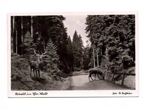 Ak Rotwild im Thüringer Wald 3 mal Ansichtskarte 1938