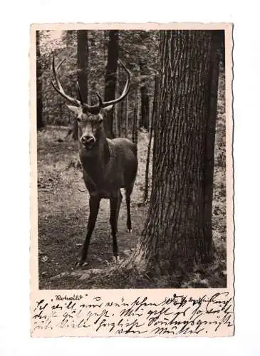 Ak Rotwild im Thüringer Wald 3 mal Ansichtskarte 1938