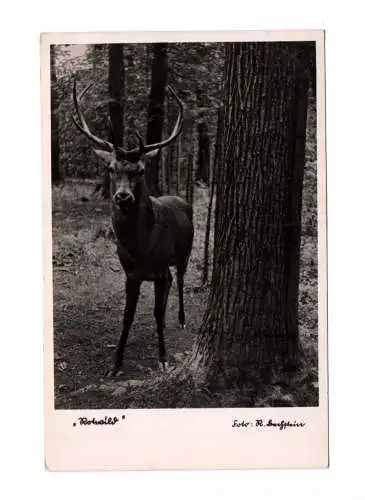 Ak Rotwild im Thüringer Wald 3 mal Ansichtskarte 1938