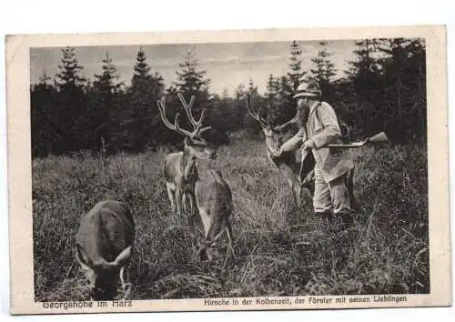 Ak Georgshöhe im Harz Hirsche in der Kolbenzeit Förster 1930