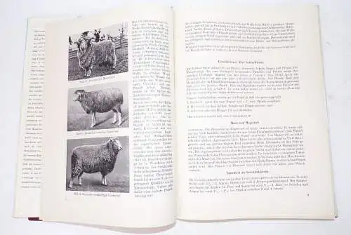 Fachbuch für den Fleischer Bock Baumgärtner 1956 Metzger Buch