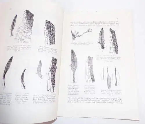 Insel Föhr Friesen Museum Jahrfeier Kulturgeschichte Urkunden Moose Biologie 192