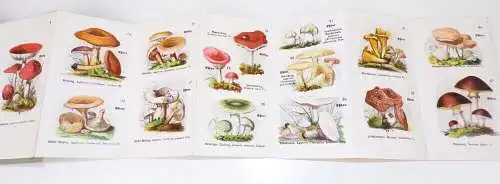 Alter Pilze Atlas Schreiber Esslingen Leporello Mykologie 