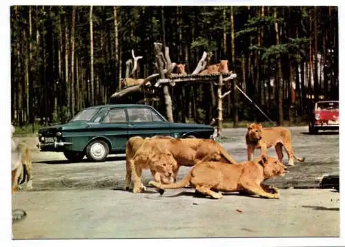 Foto Ak Senne Grosswild Safari Stukenbrock in der Senne Löwengruppe Sennestadt