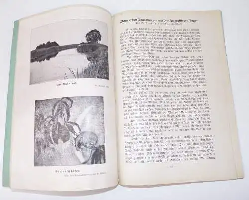 Naturschutz Zeitschrift 1925 Halbjahr Tiere Natur Umwelt