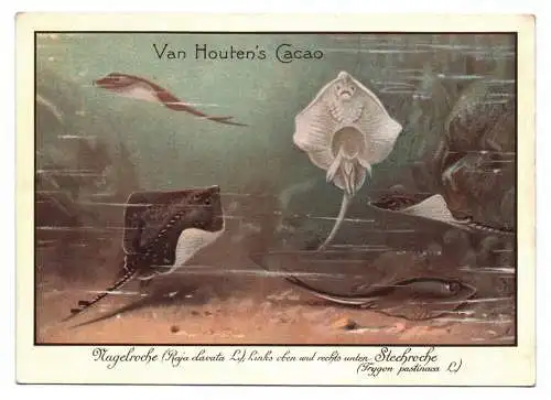 Van Houten Cacao Sammelbild Nagelrochen Stechrochen Rochen Fische trading card