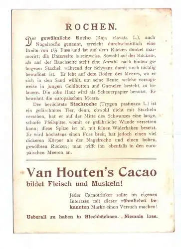 Van Houten Cacao Sammelbild Nagelrochen Stechrochen Rochen Fische trading card