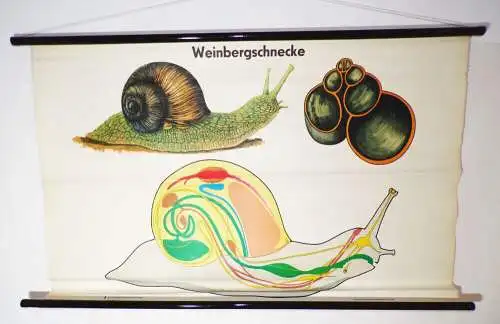 Alte Wandtafel Rollkarte Weinbergschnecke DDR Schullehrkarte Deko