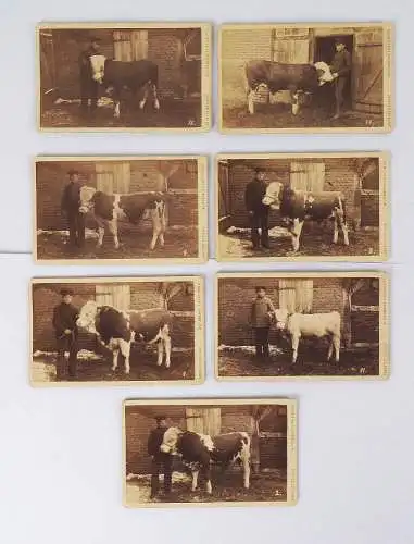 7 x CdV Foto Simmenthaler Zuchtbulle Rind 1886 Lebrecht Schulze Wittenberg Havel