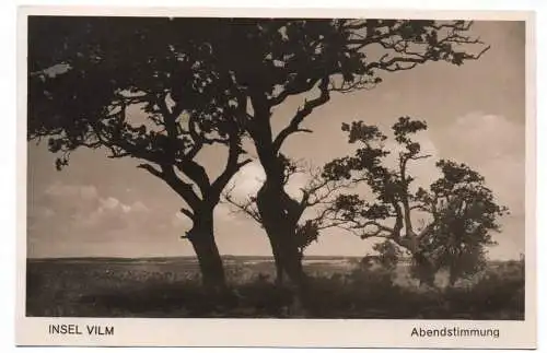 Foto Ak Insel Vilm Abendstimmung Bäume Natur