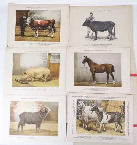 Sammlung von Rassetierbildern Landwirtschaftliche Tierzucht Bunzlau um 1895