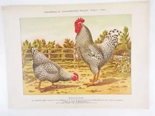 Sammlung von Rassetierbildern Landwirtschaftliche Tierzucht Bunzlau um 1895