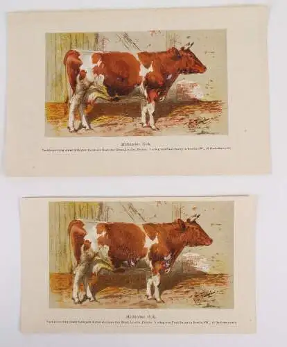 Sammlung von Rassetierbildern Landwirtschaftliche Tierzucht Bunzlau um 1895