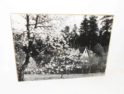 3 DDR Foto Drucke Prints Wandbilder Pilze Landschaft Obstblüte Umgebindehaus !