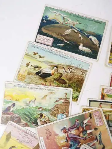 Konvolut alter Sammelbilder trading cards Hartwig Vogel Erdal Chlorodont 