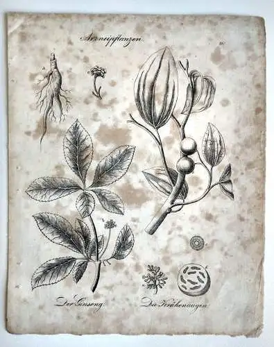 Arzneipflanzen Der Ginseng und Die Krähenaugen Botanik Kupferstich Flora