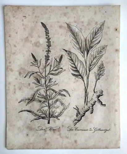 Botanik Kupferstich Der Wau Curcuma Gelbwurzel Flora Druck