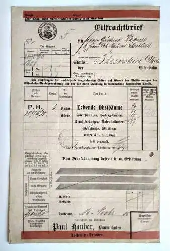 Eilfrachtbrief Bärenstein Dresden Lebende Obstbäume 1905