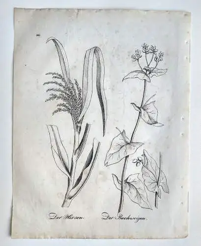 Druck Botanik Hirsen und Buchweizen Flora