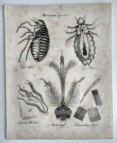 Mikroskopische Gegenstände Die Laus Mückenkopf Schmetterlingsstaub Kupferstich